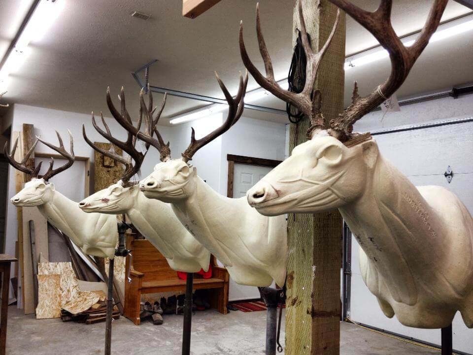 Deer