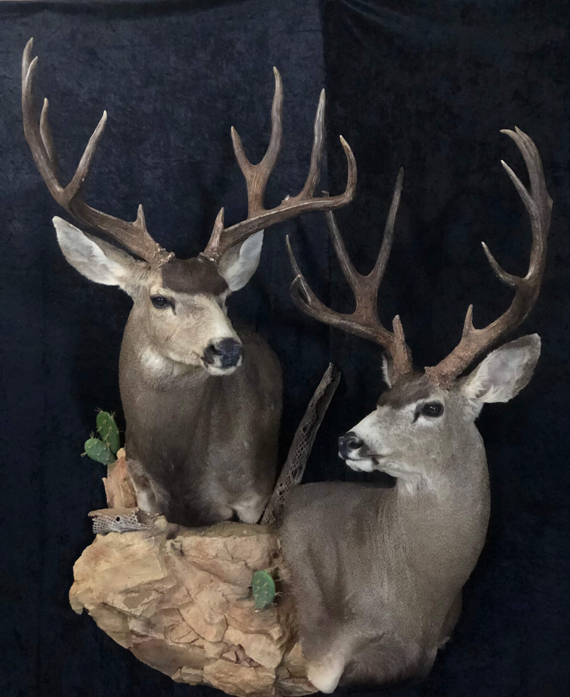Bucks