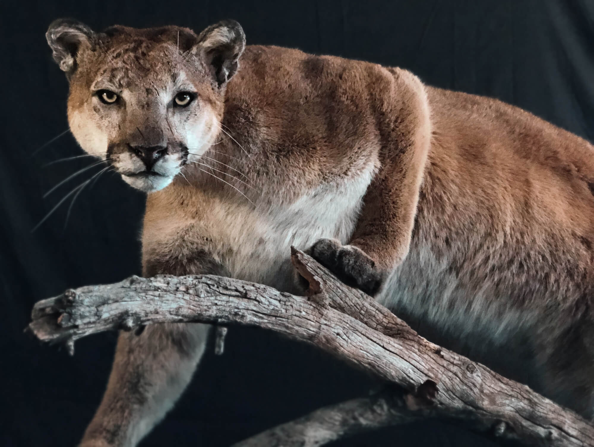 Cougar
