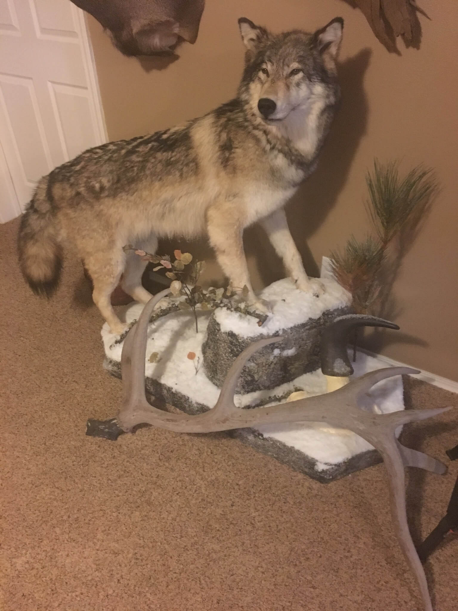 Wolf