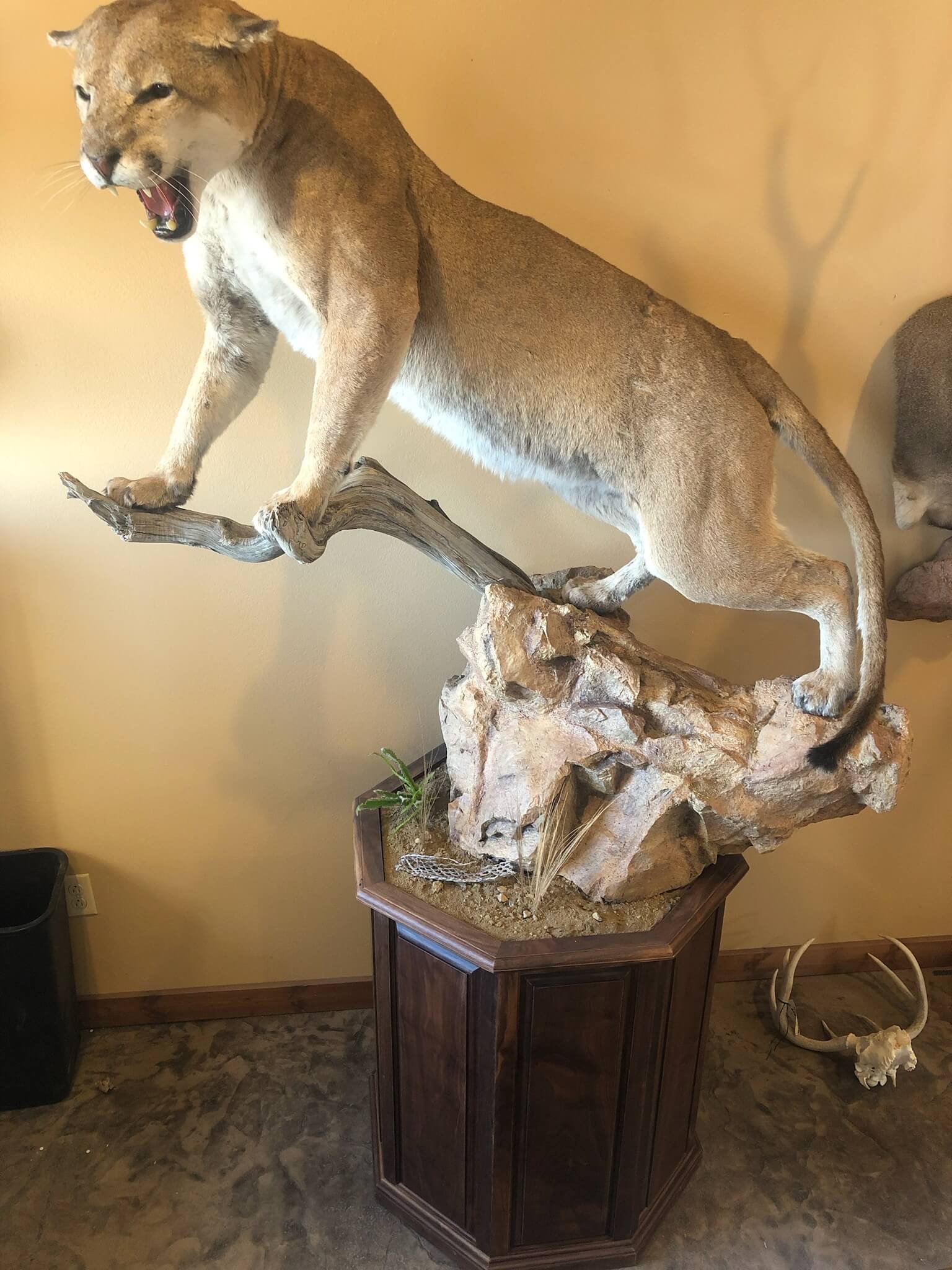 Cougar