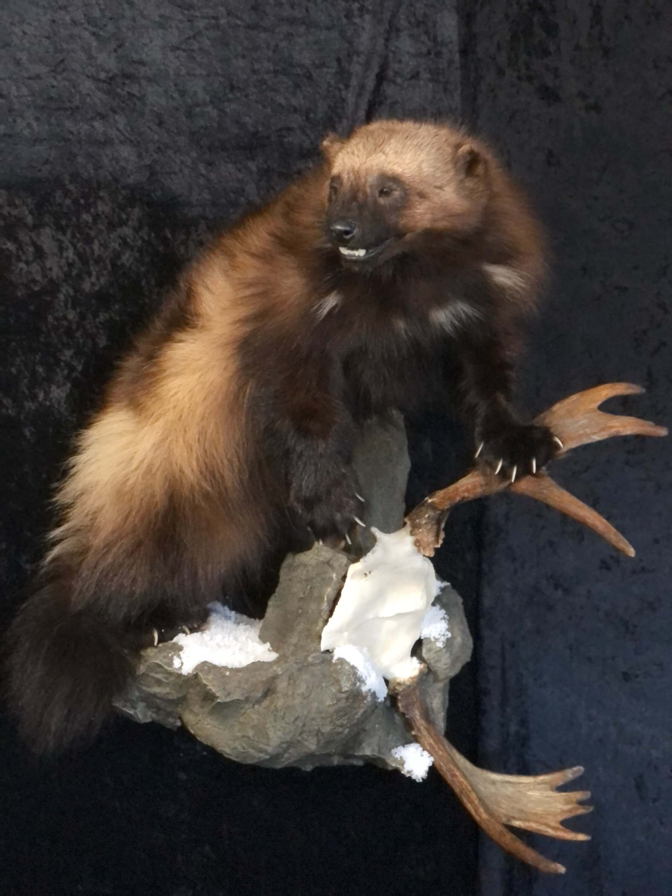 Wolverine