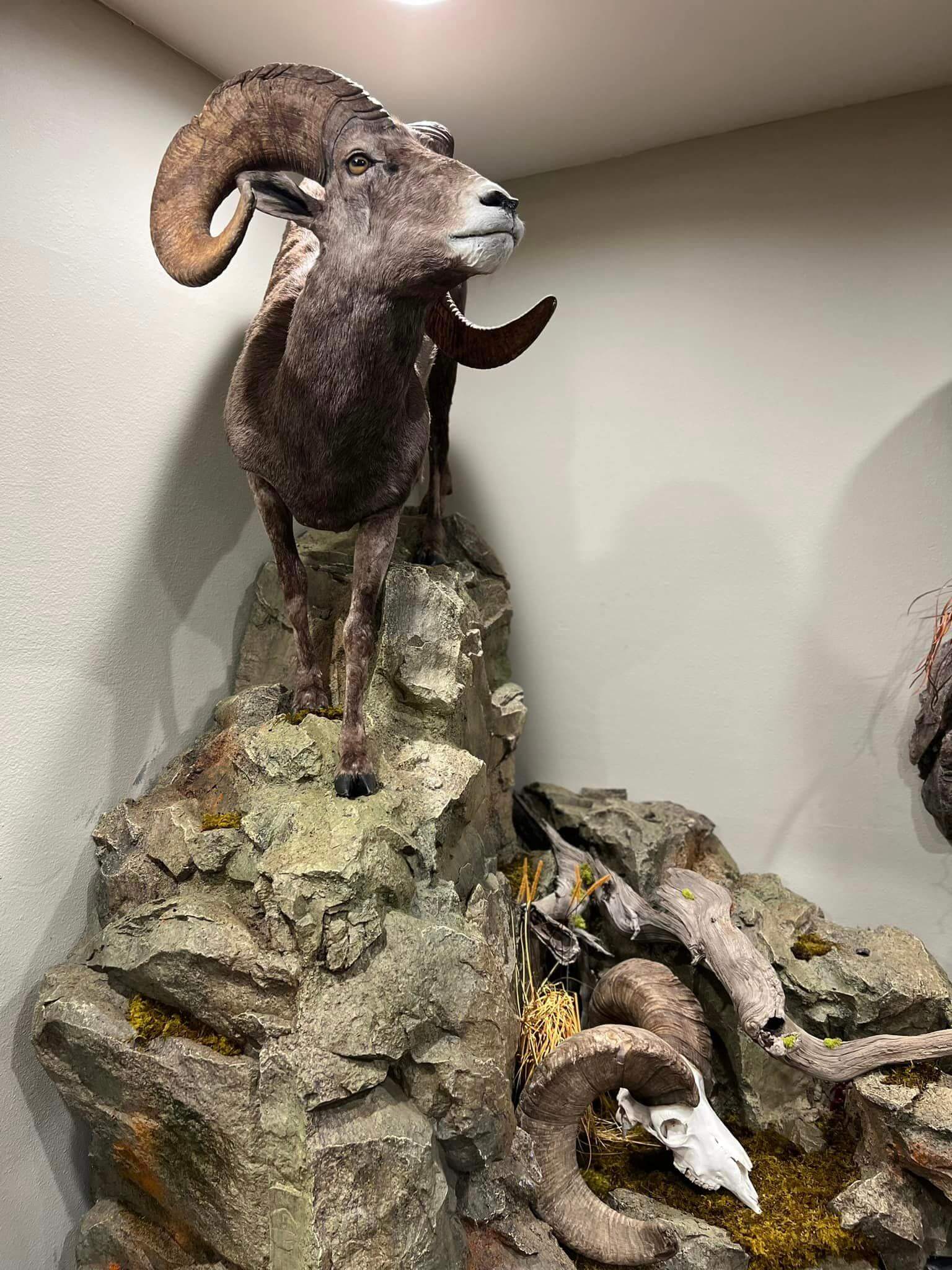 Ram