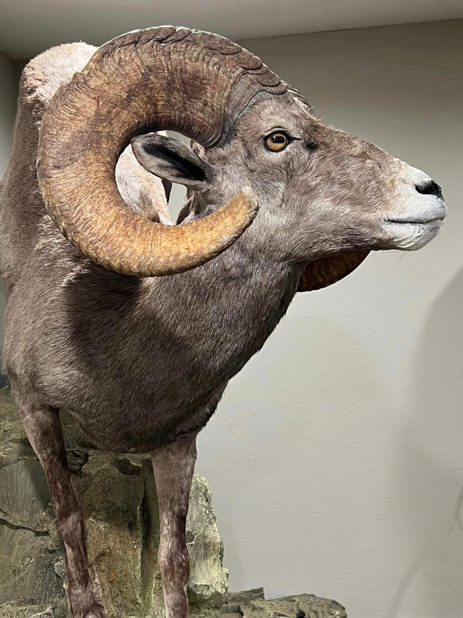 Ram