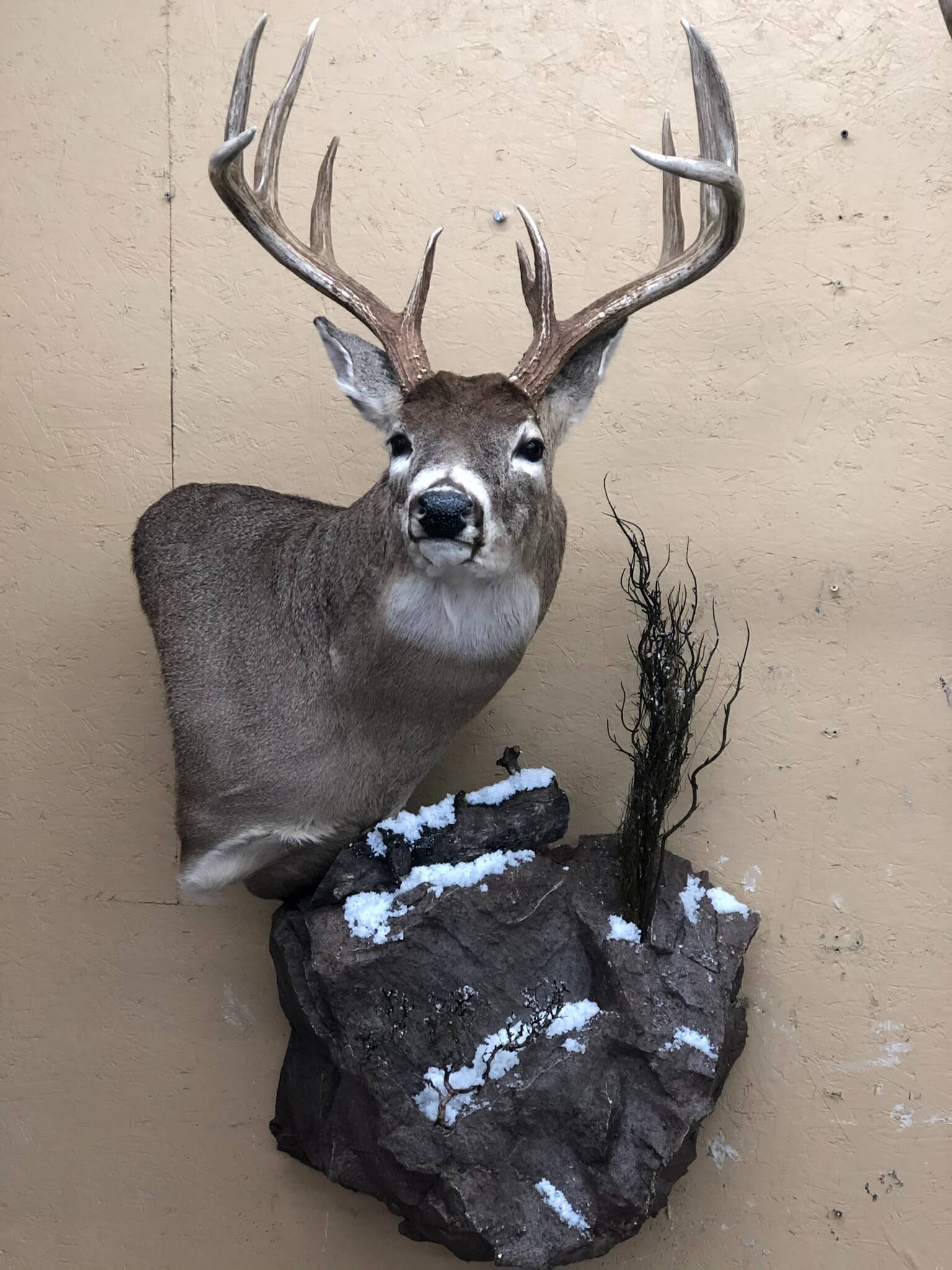 Buck