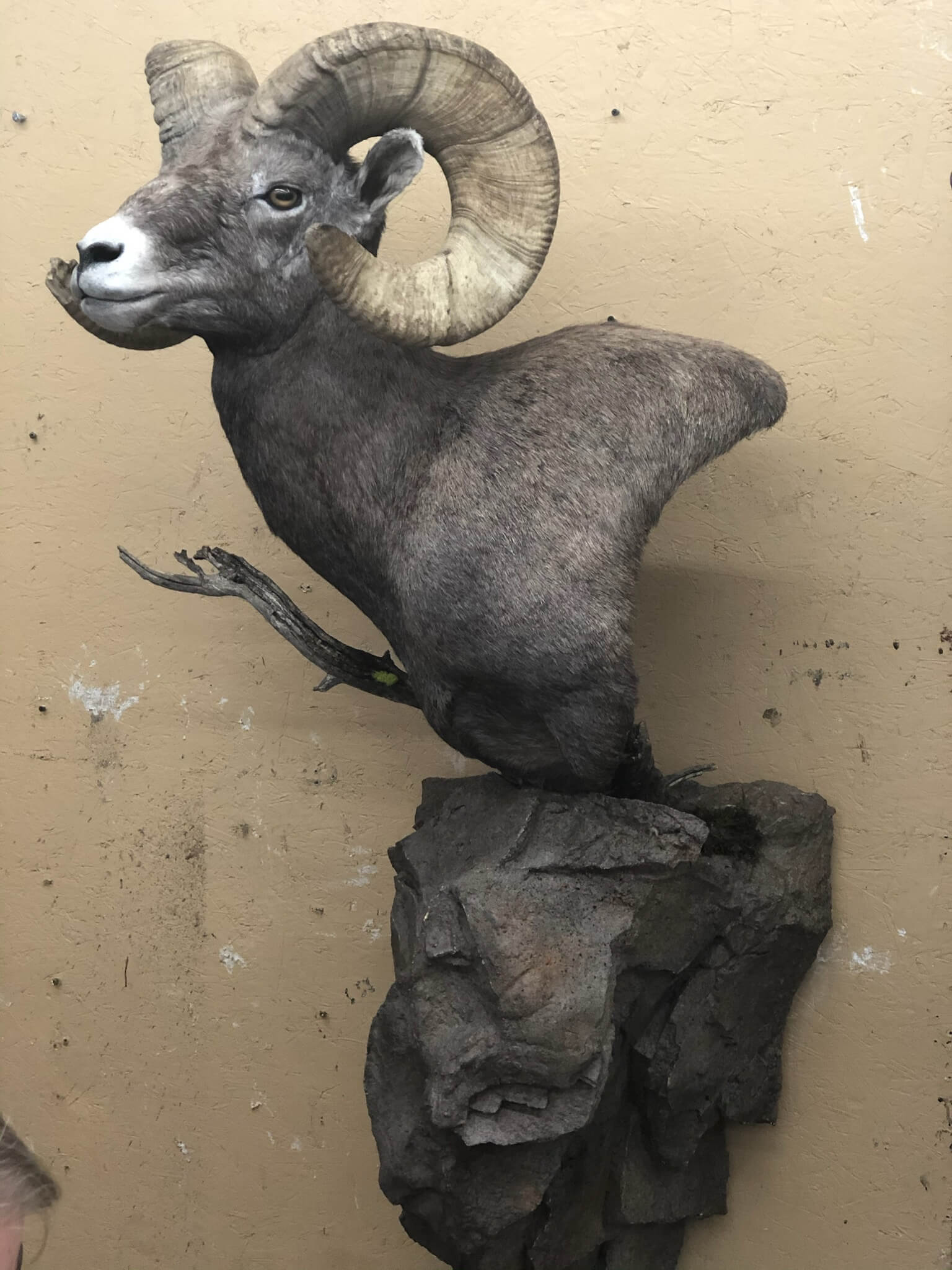 Ram