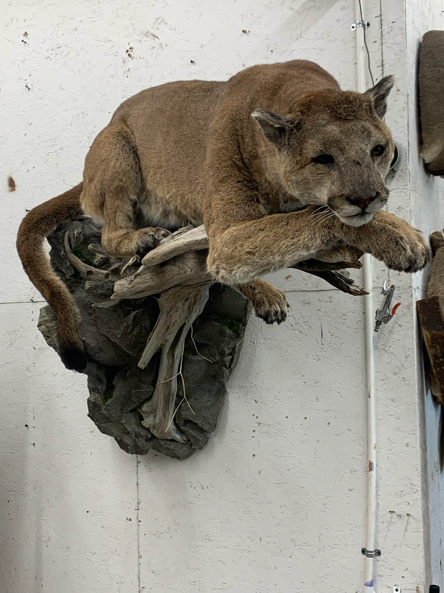 Cougar