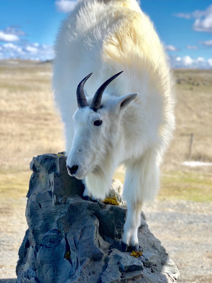 Mountain Goat