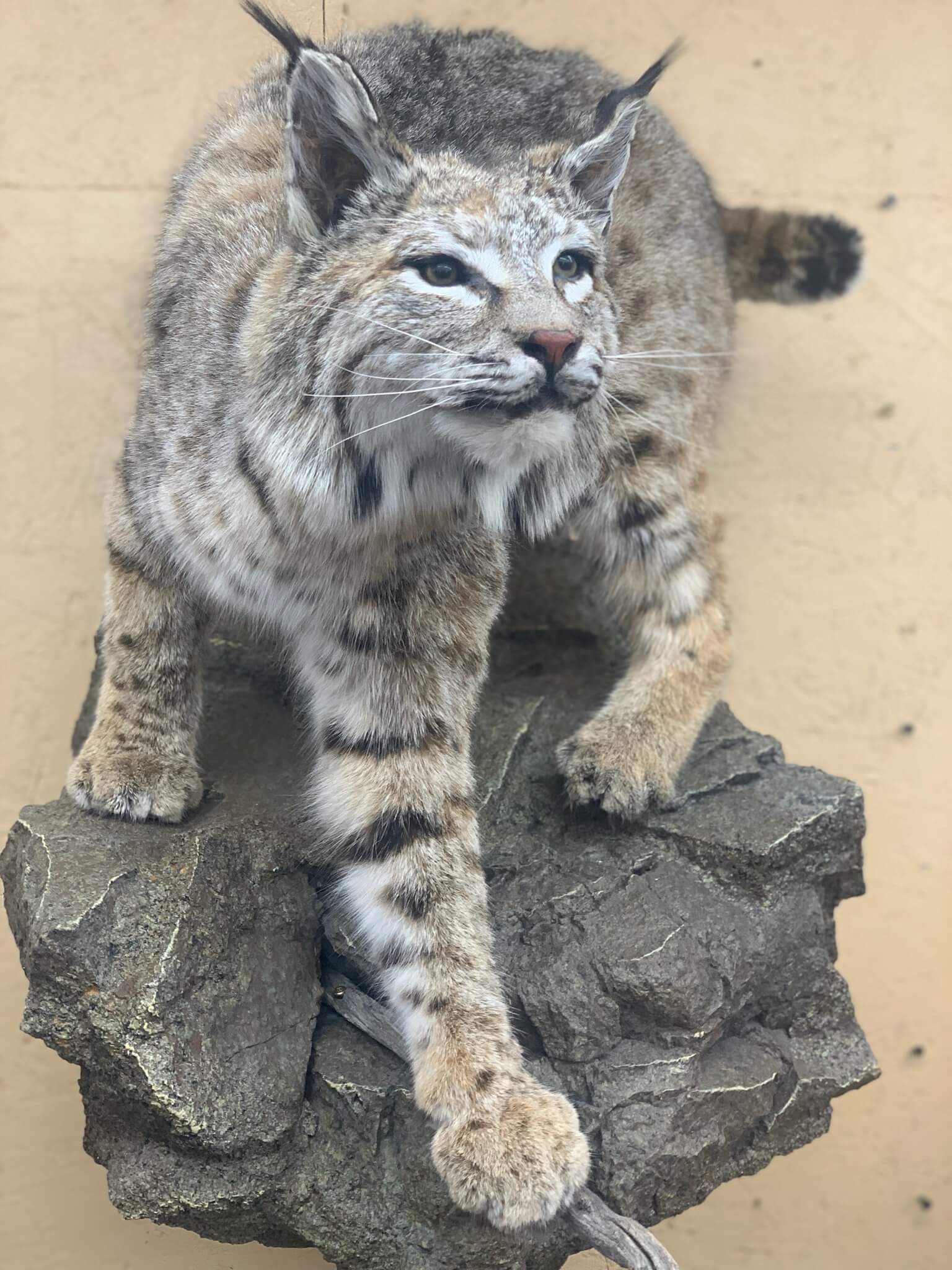 Bobcat