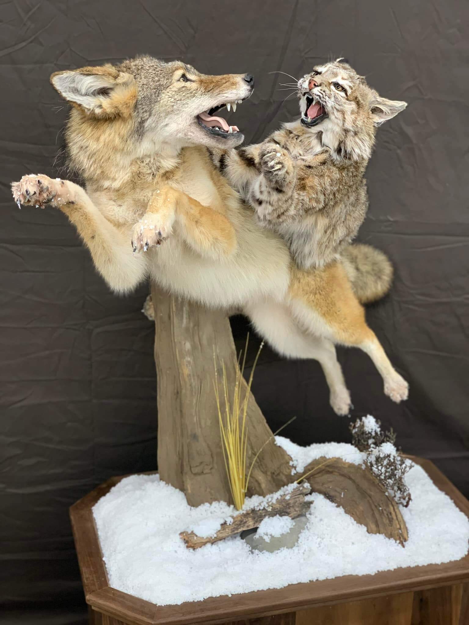 Coyote & Bobcat