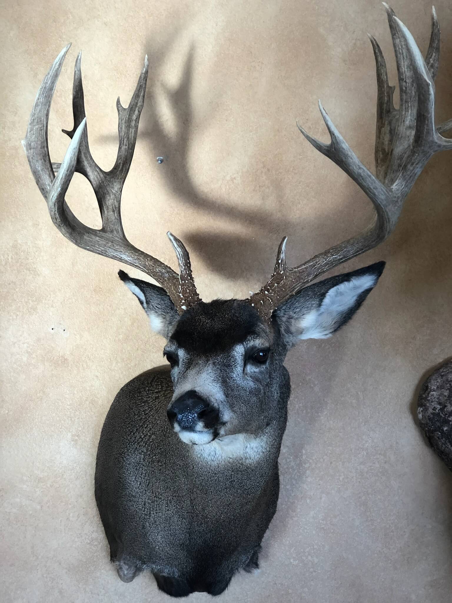 Buck