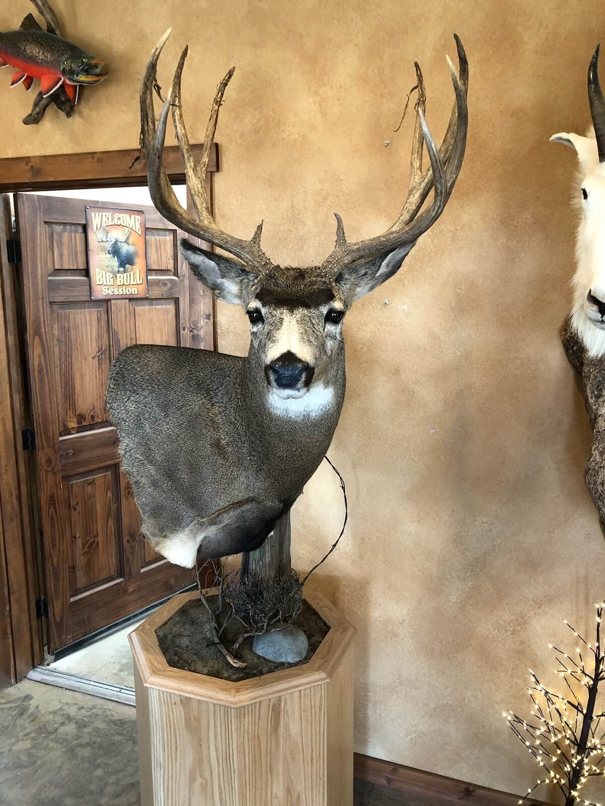 Buck