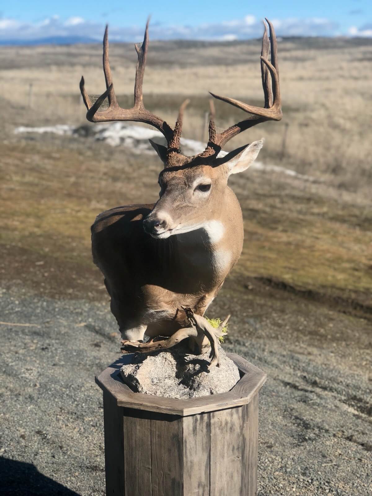 Buck