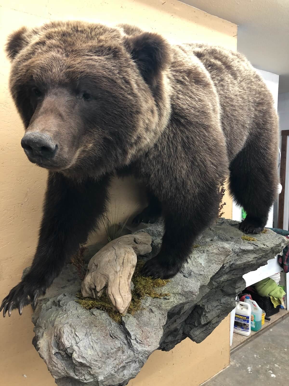Bear