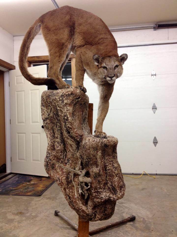 Cougar
