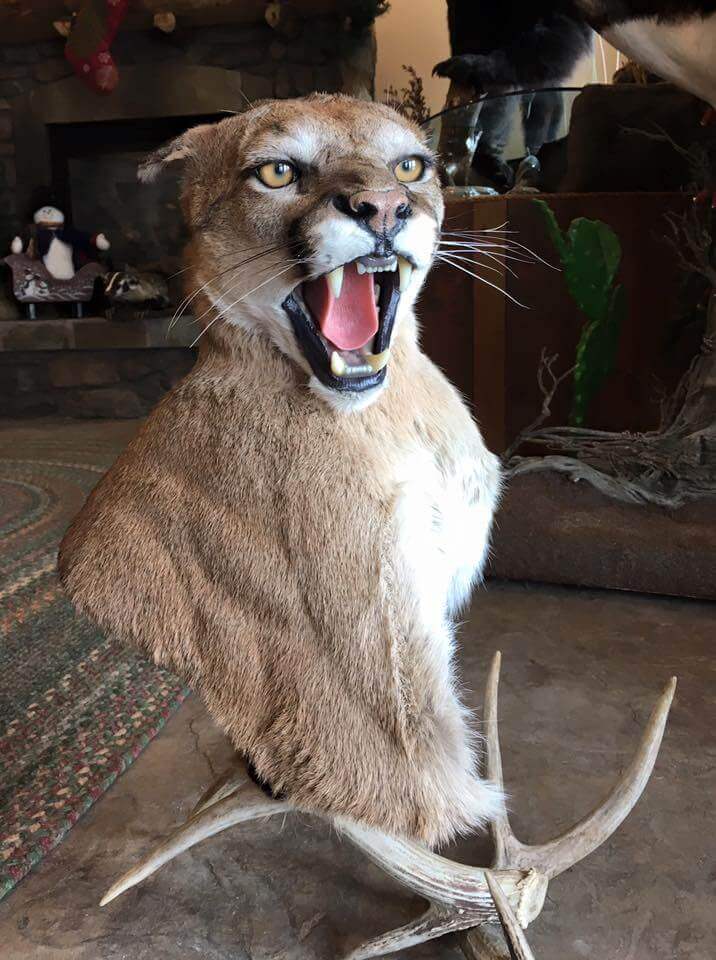 Cougar