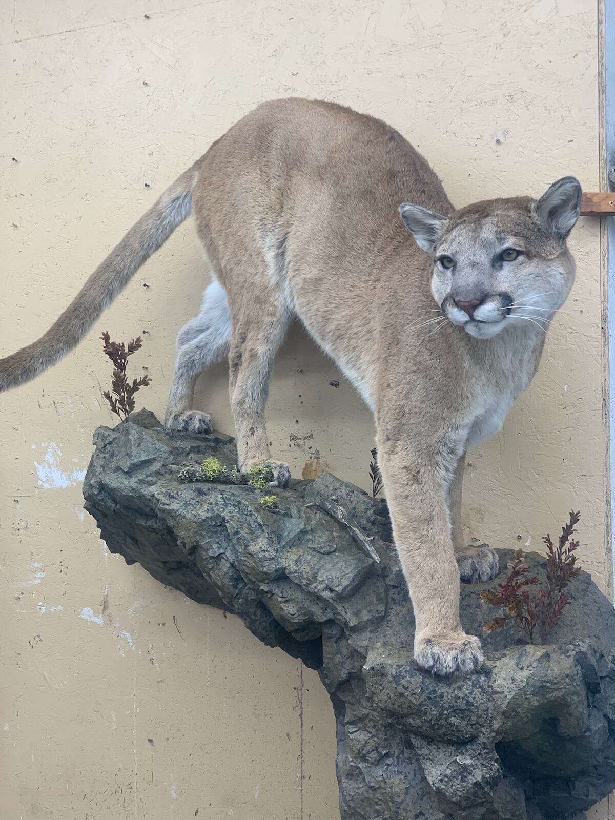 Cougar