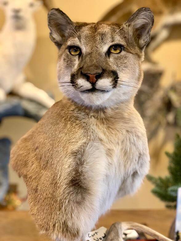 Cougar