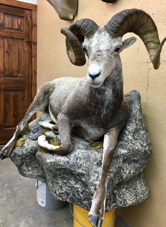 Ram