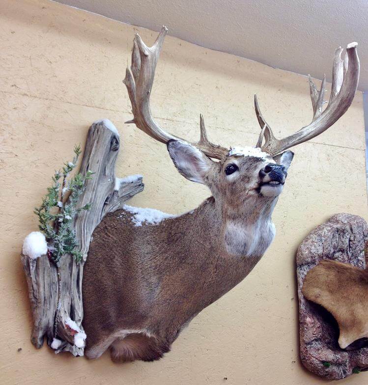 Buck
