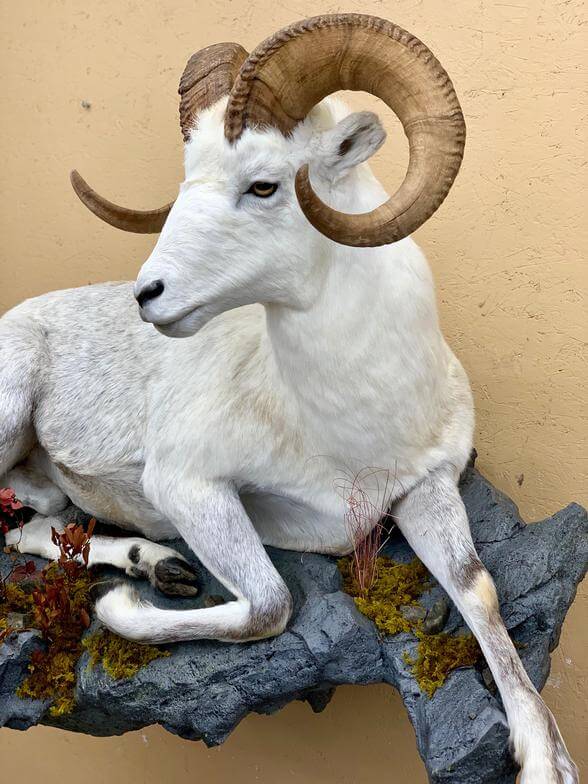 Ram