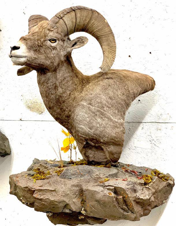 Ram