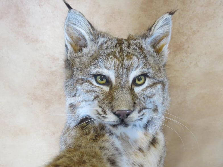 Bobcat