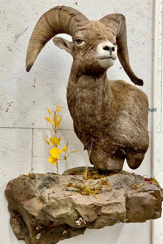 Ram
