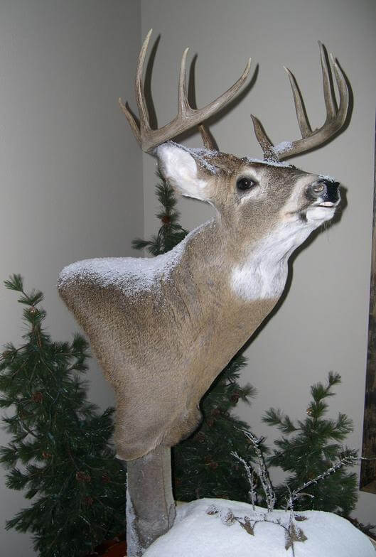 Buck