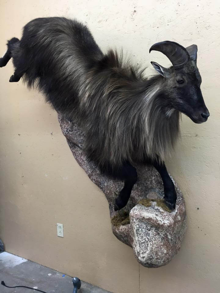 Tahr