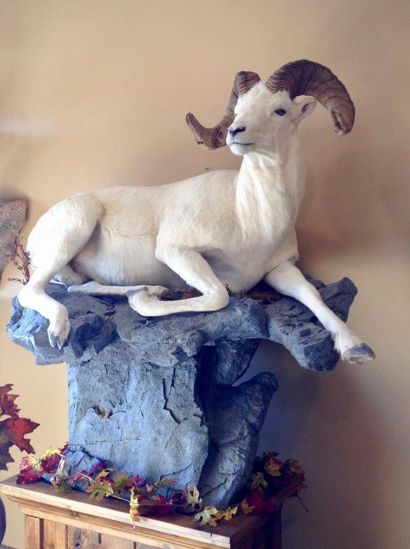 Ram