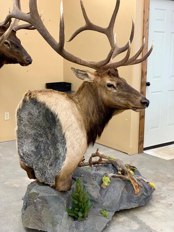 Elk