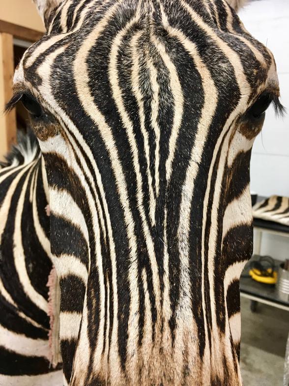 Zebra