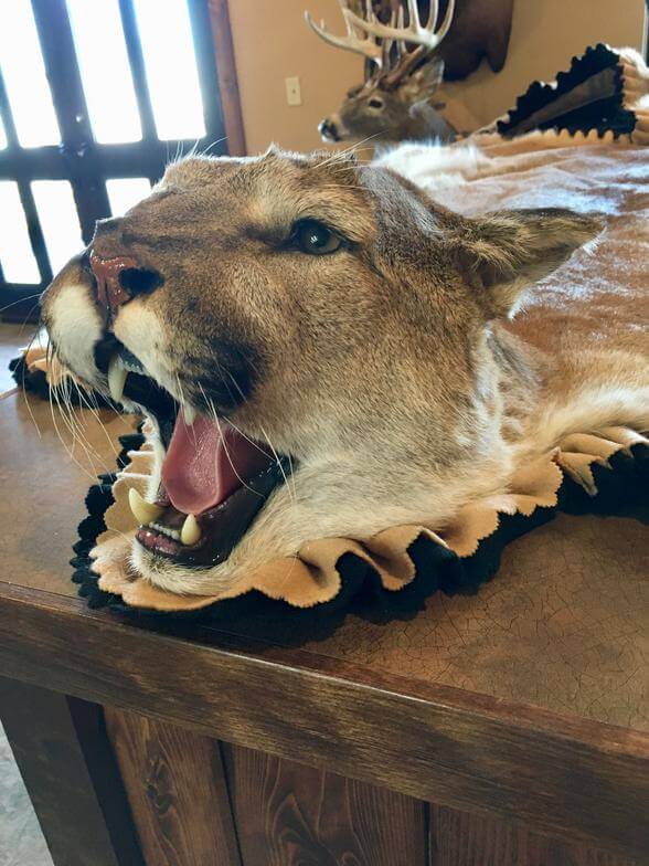 Cougar Rug