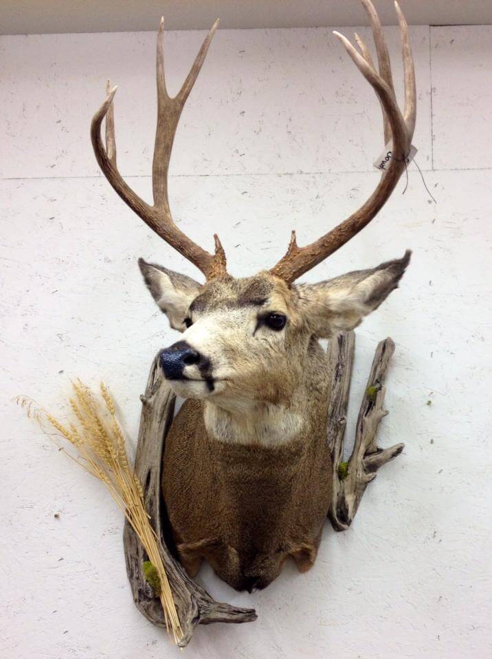 Buck