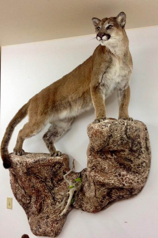Cougar