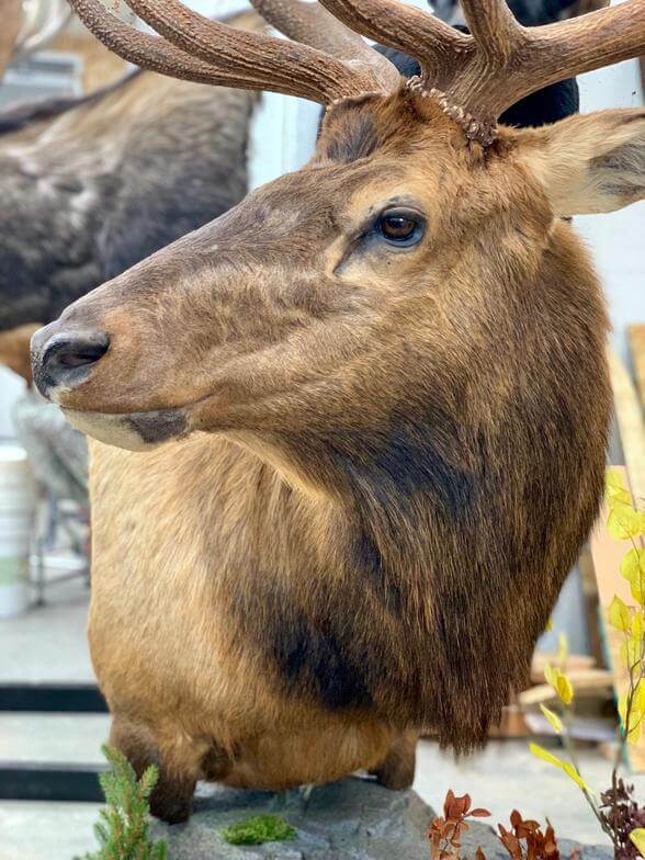 Elk