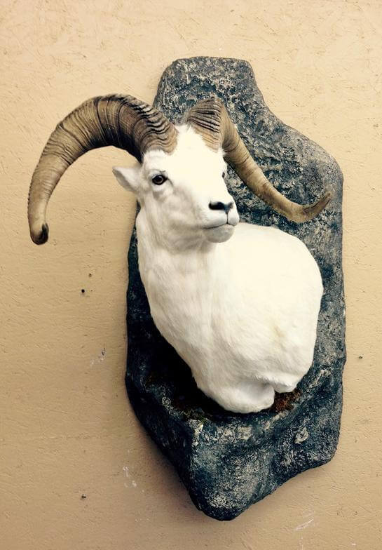 Ram