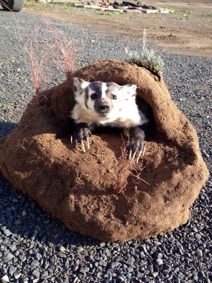 Badger