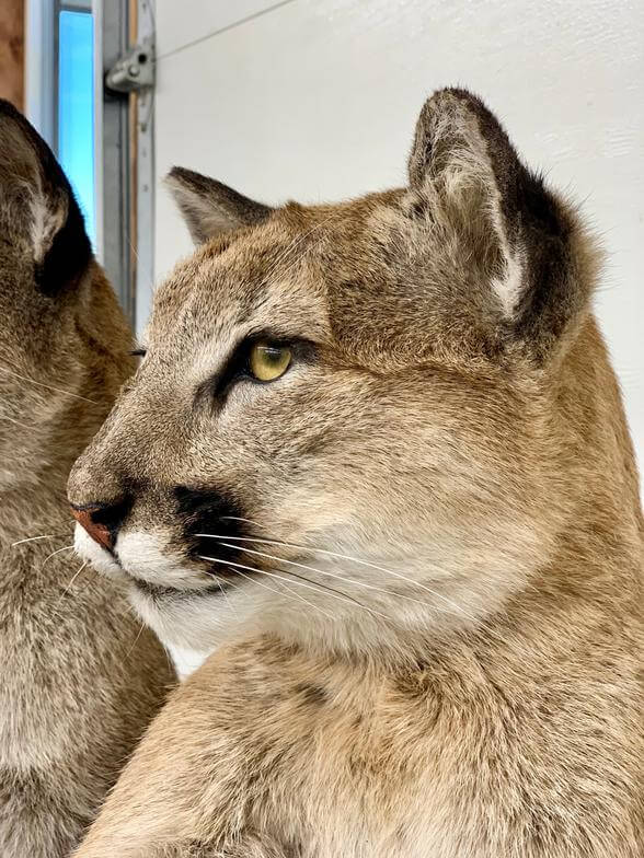 Cougar