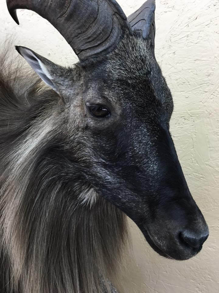 Tahr