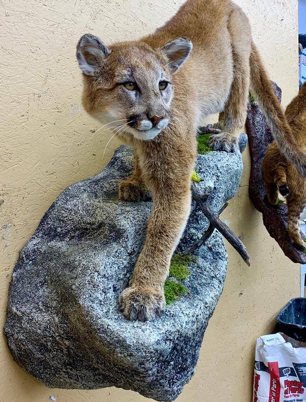 Cougar