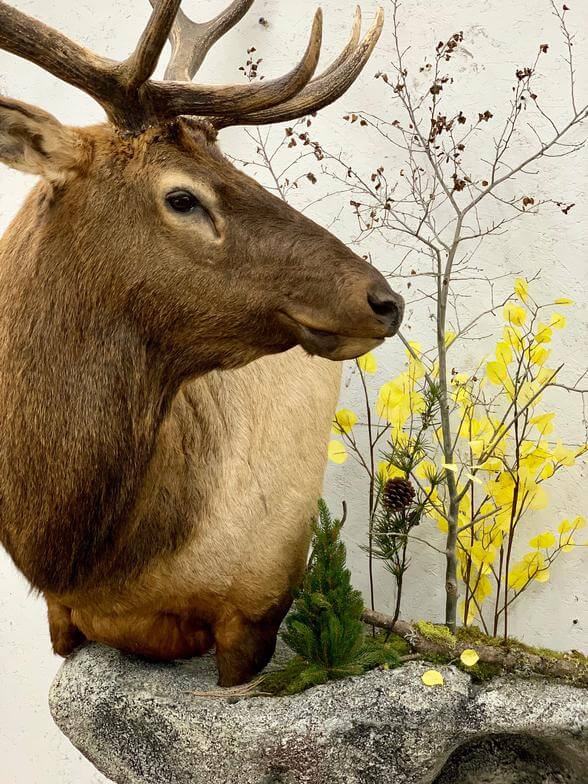 Elk