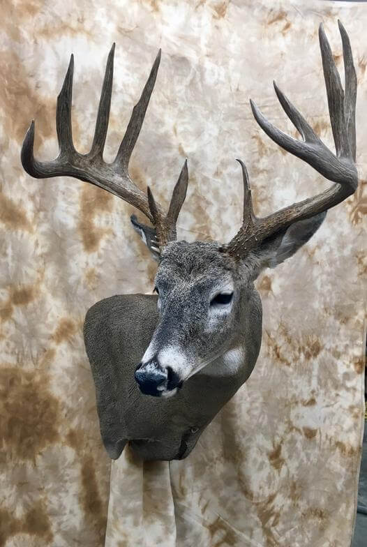 Buck