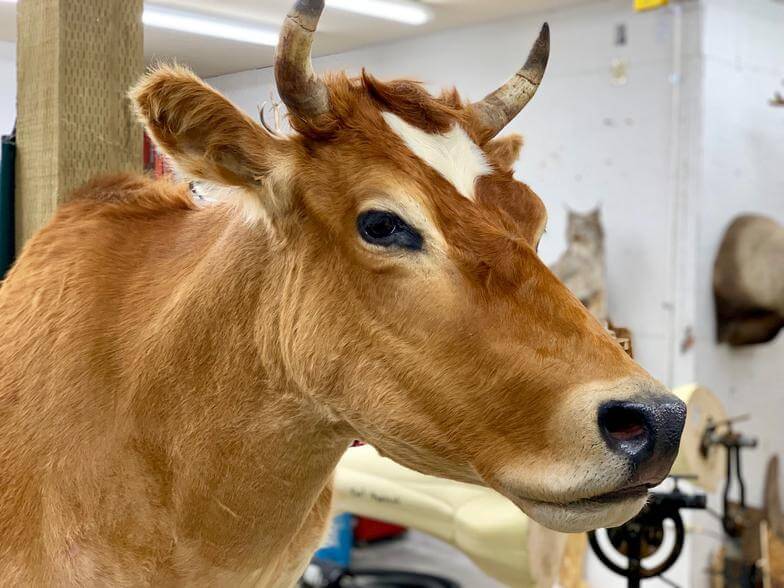 Cow