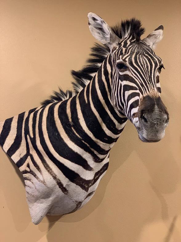 Zebra