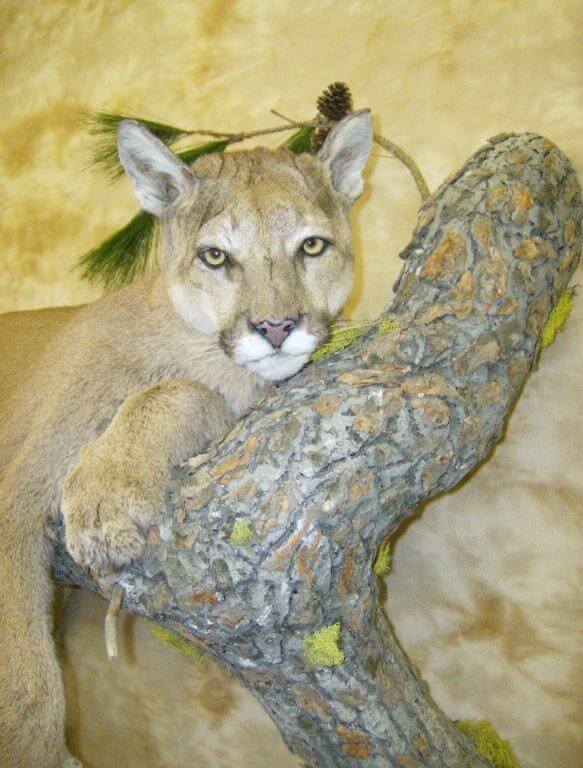 Cougar