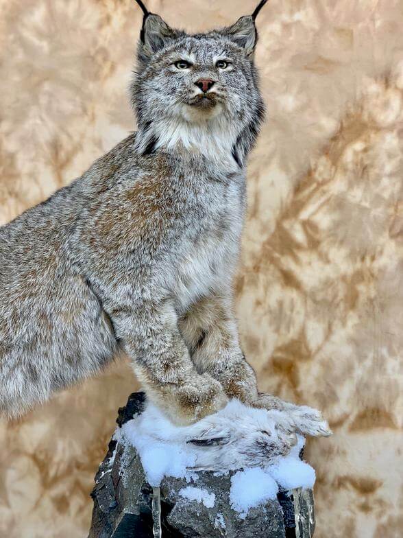 Bobcat