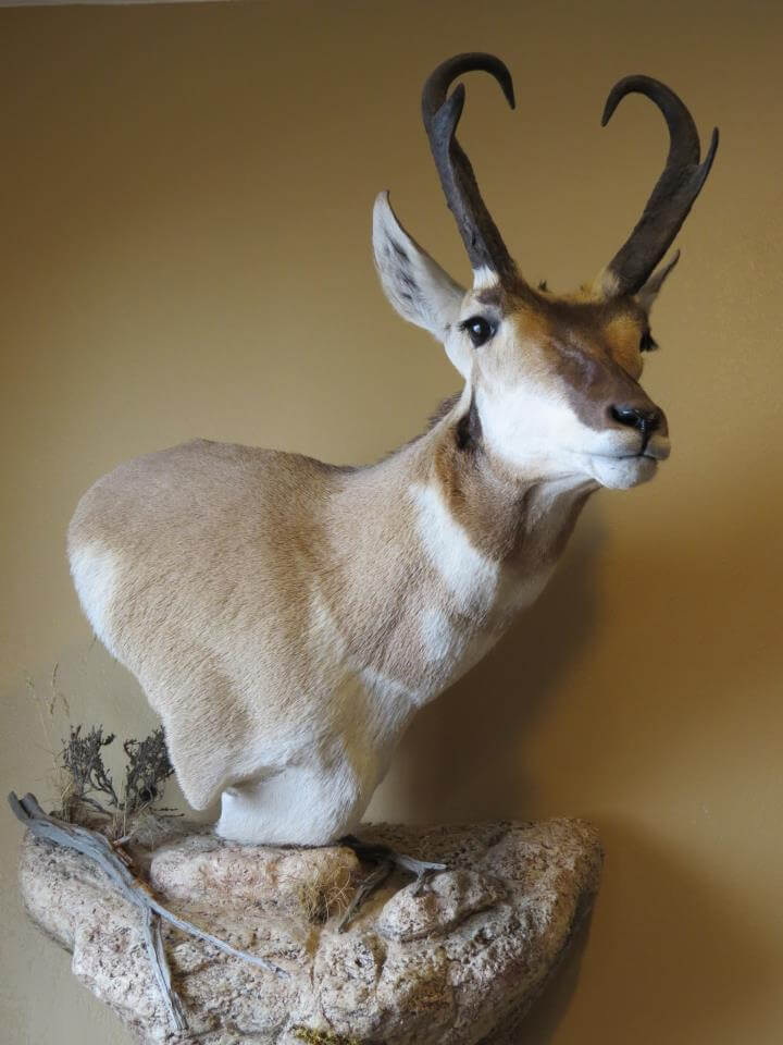 Antelope