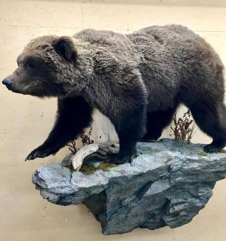 Bear
